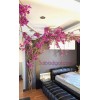 درخت رونده گل کاغذی برای اتاق خواب
